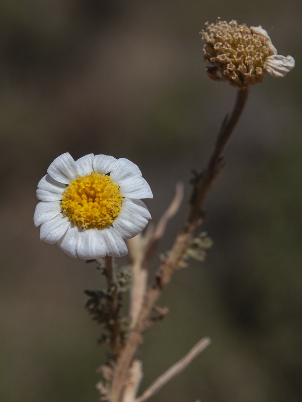 Anthemis cotula.06
