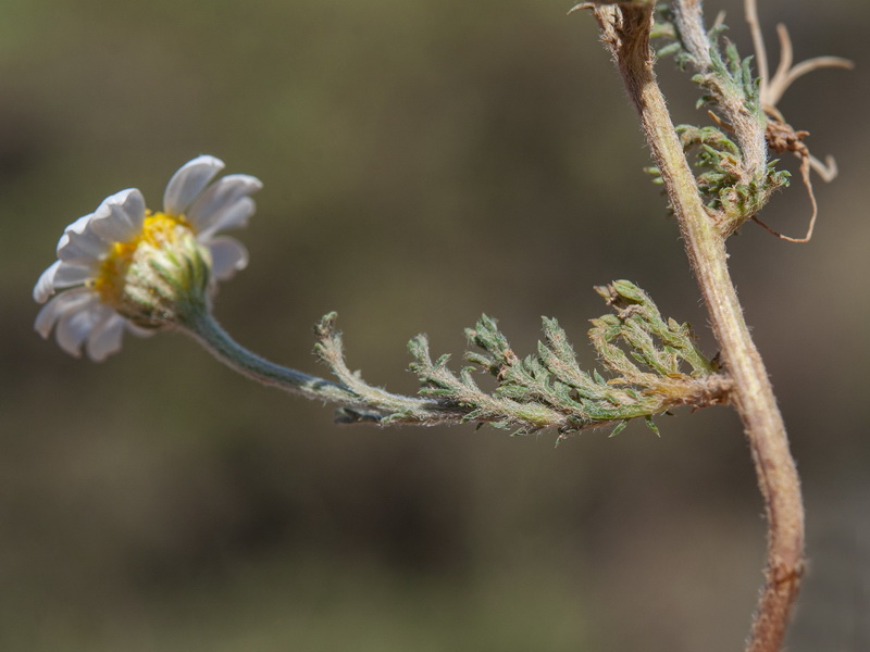 Anthemis cotula.08