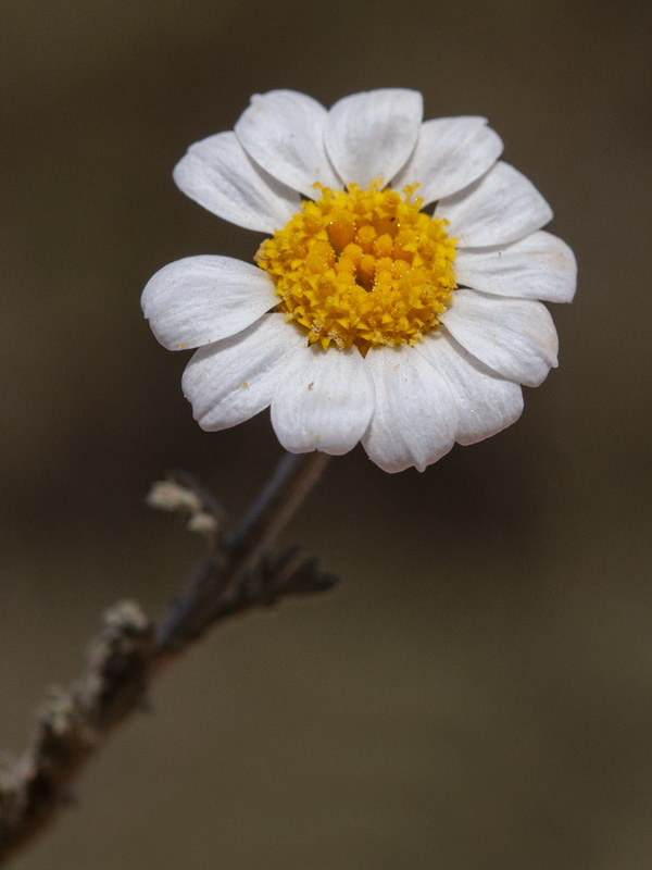 Anthemis cotula.09