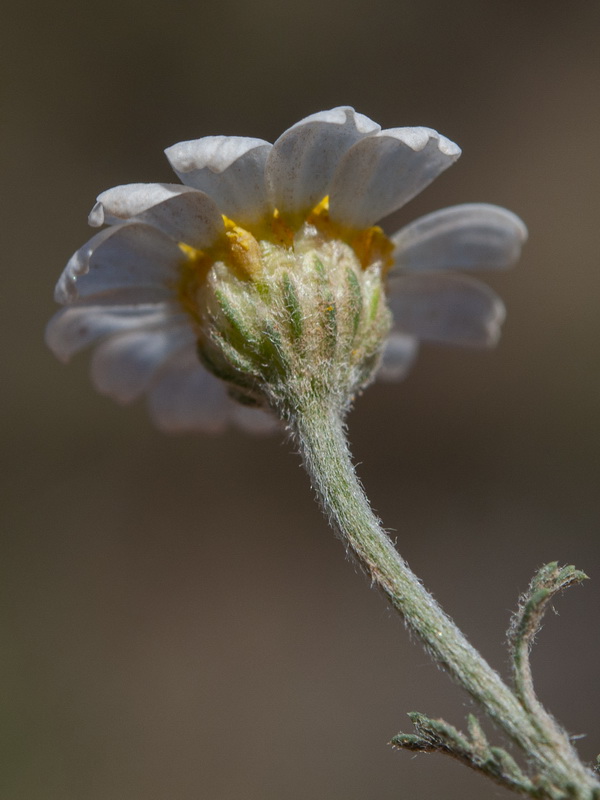 Anthemis cotula.10