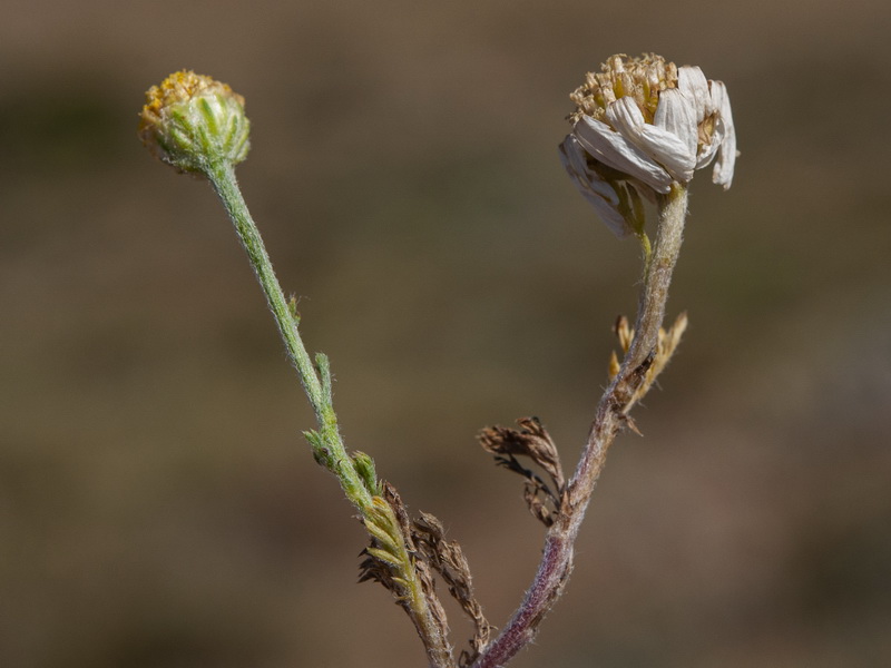 Anthemis cotula.11