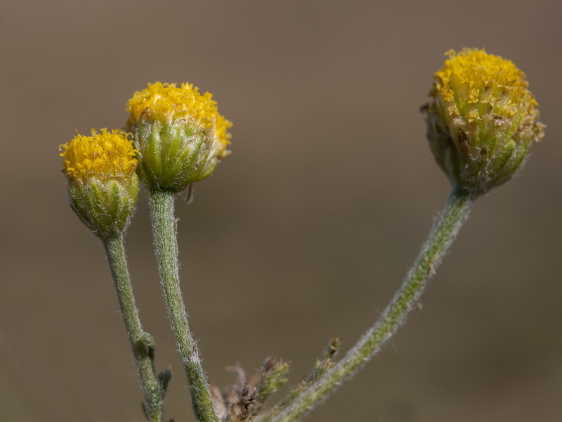 Anthemis cotula.12
