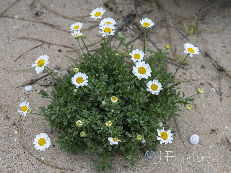 Anthemis maritima.01