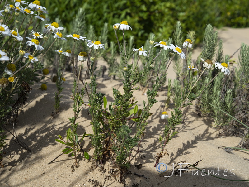 Anthemis maritima.02