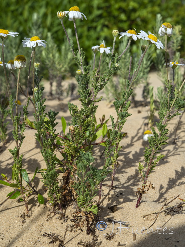 Anthemis maritima.03