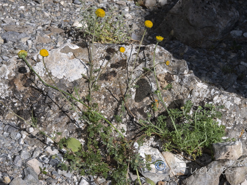 Anthemis pedunculata.05