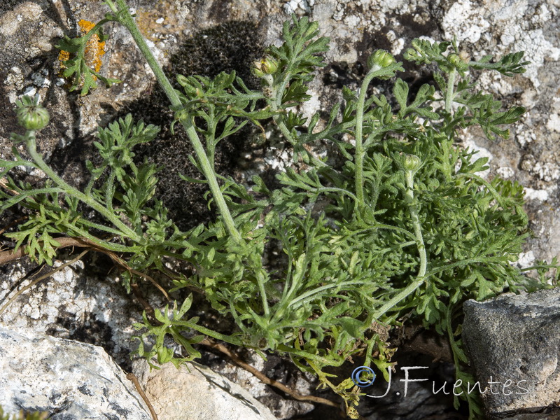 Anthemis pedunculata.06