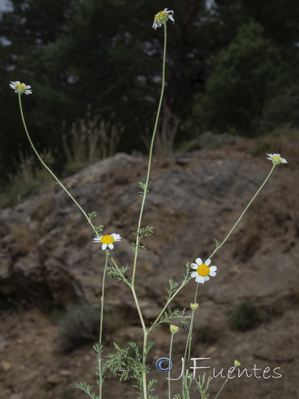 Anthemis pedunculata.07