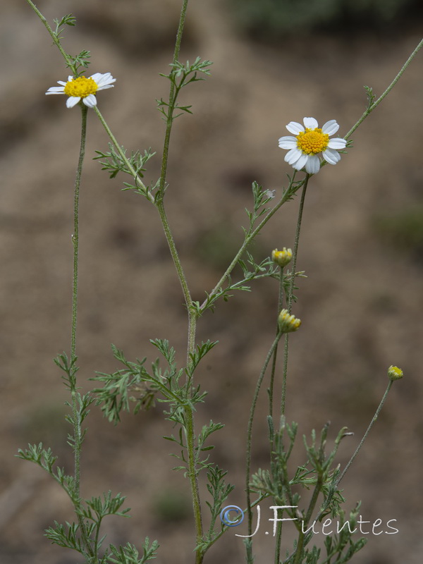 Anthemis pedunculata.08