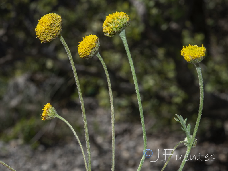 Anthemis pedunculata.09