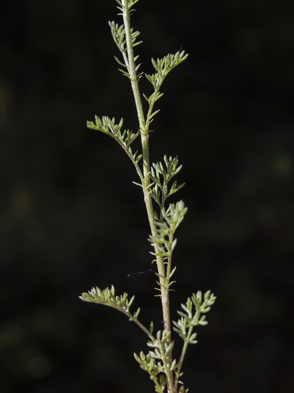 Anthemis pedunculata.18