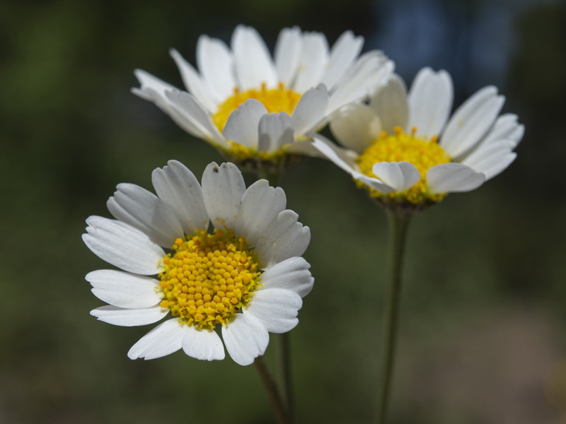 Anthemis pedunculata.20