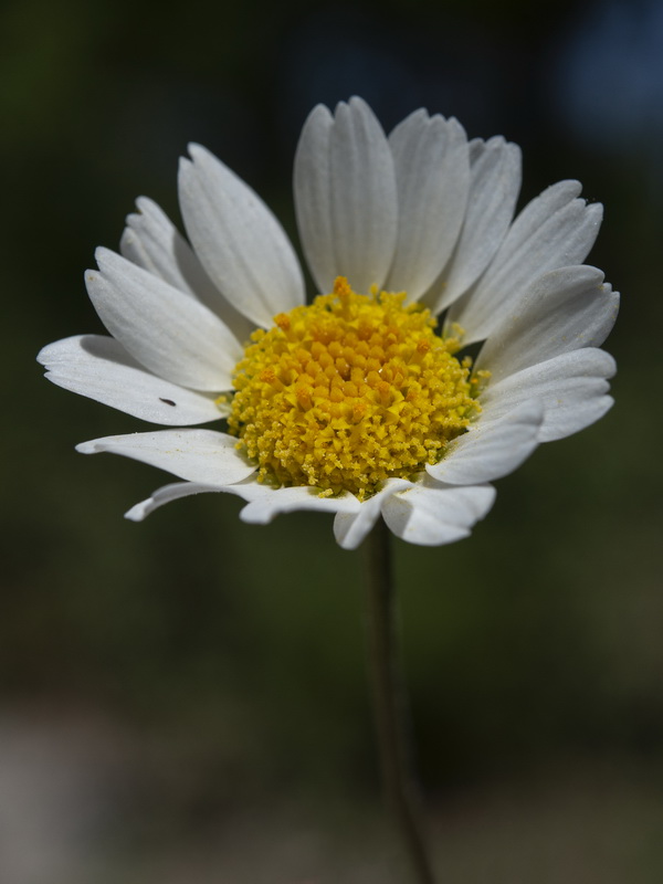 Anthemis pedunculata.21