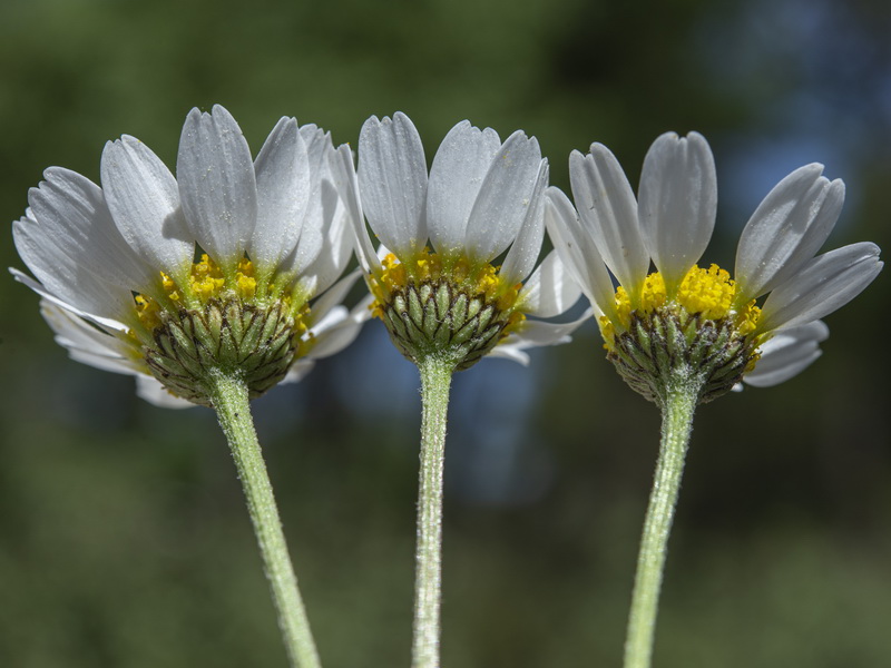 Anthemis pedunculata.24