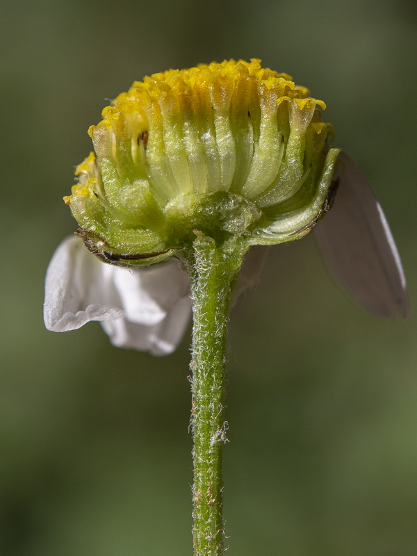 Anthemis pedunculata.25