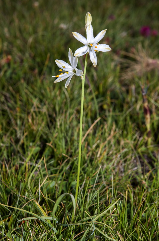 Anthericum baeticum.01