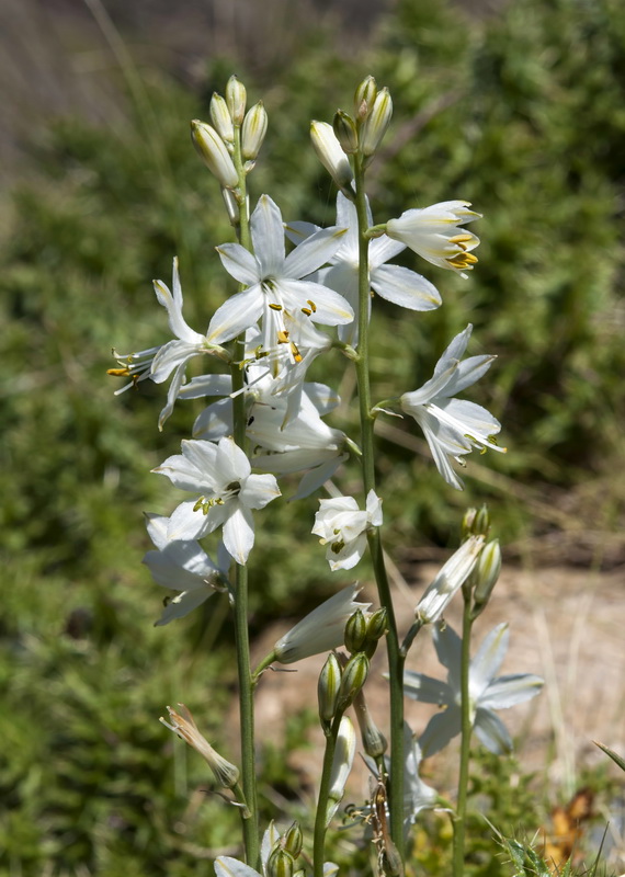 Anthericum baeticum.02