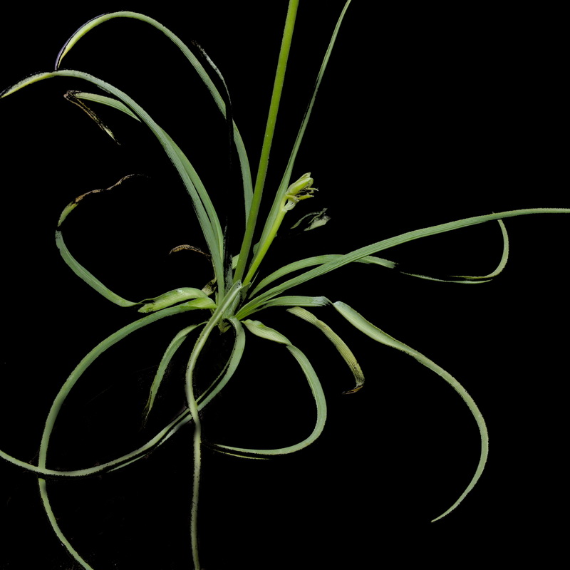 Anthericum baeticum.05