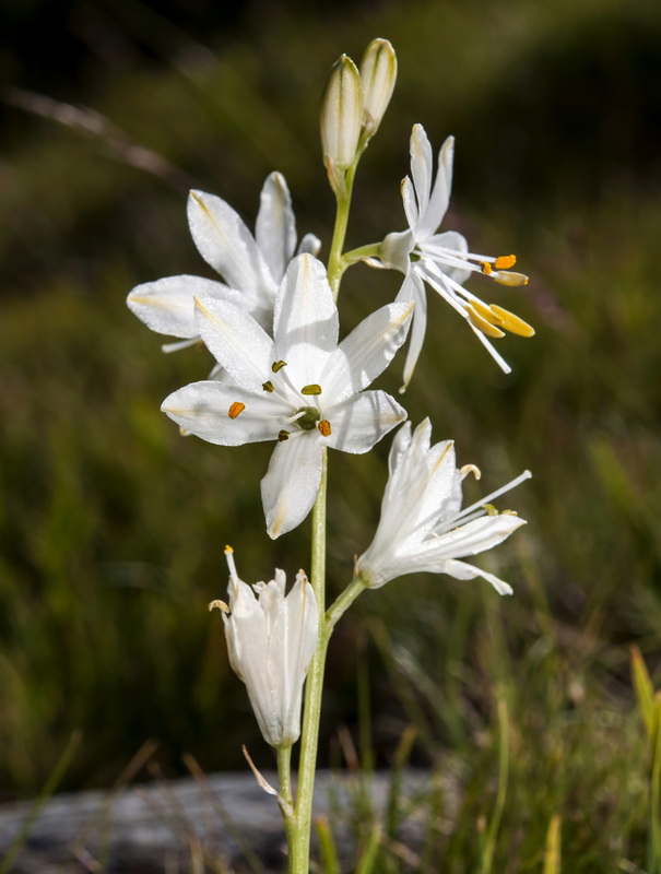 Anthericum baeticum.07