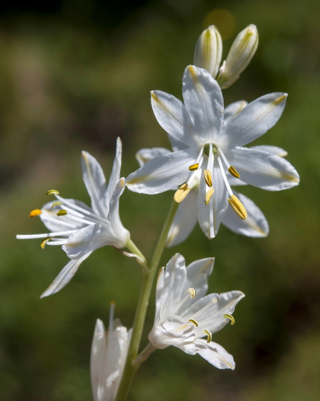 Anthericum baeticum.09