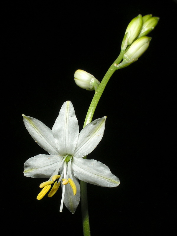 Anthericum baeticum.13