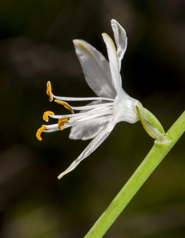 Anthericum baeticum.14