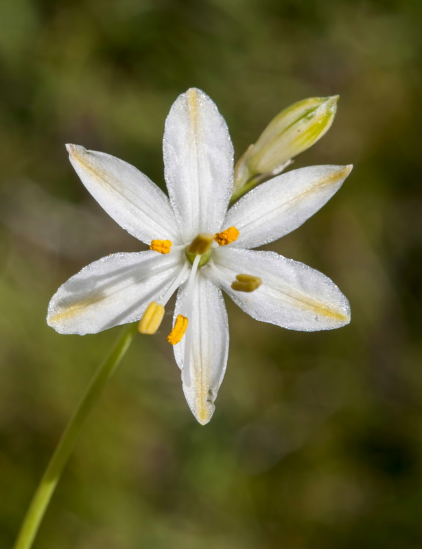 Anthericum baeticum.15