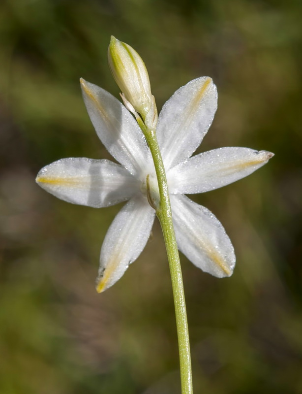 Anthericum baeticum.19