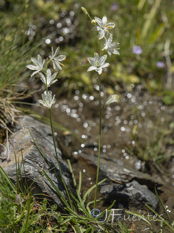 Anthericum baeticum.20