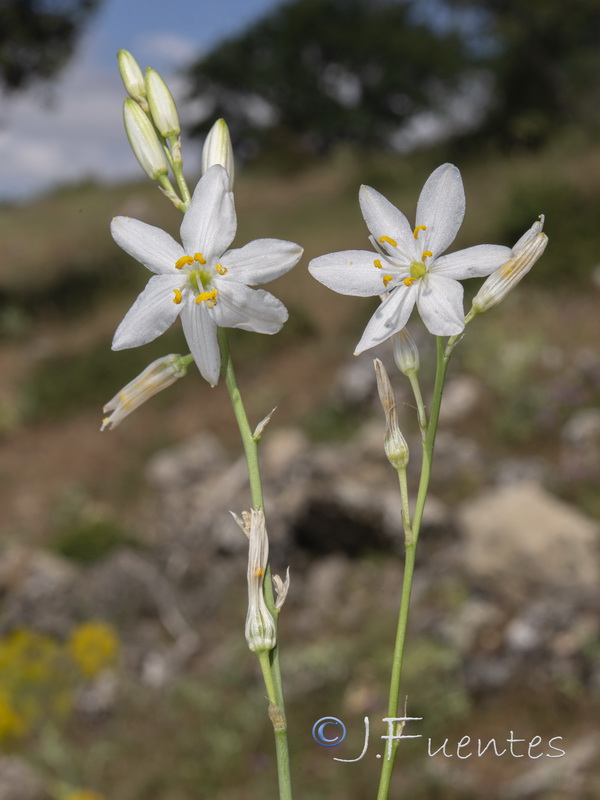 Anthericum baeticum.23