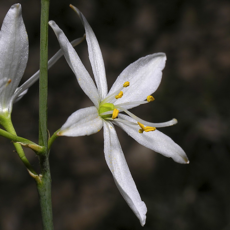 Anthericum liliago.08