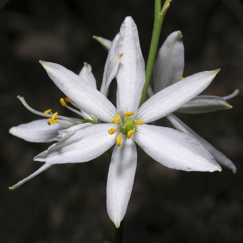 Anthericum liliago.09