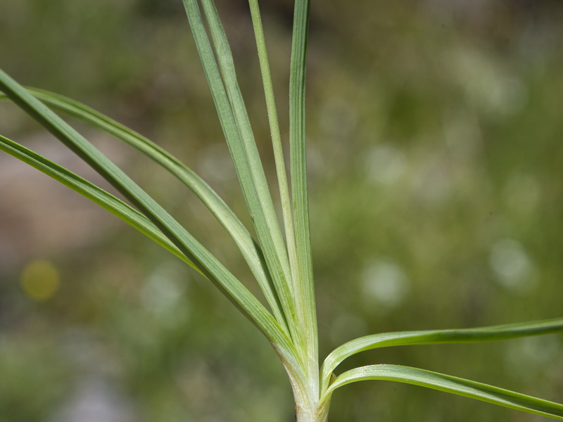 Anthericum liliago.13