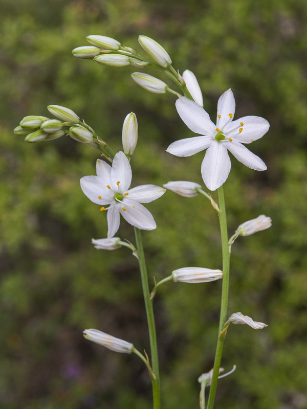 Anthericum liliago.04