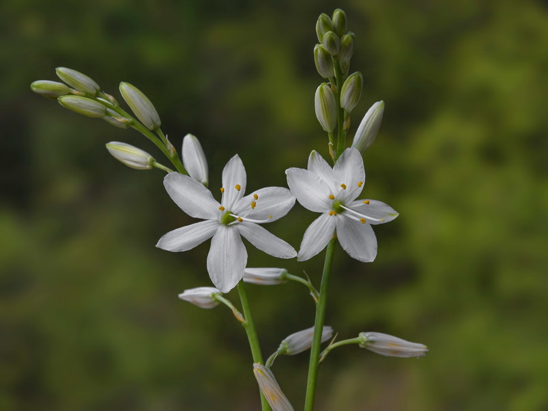 Anthericum liliago.05