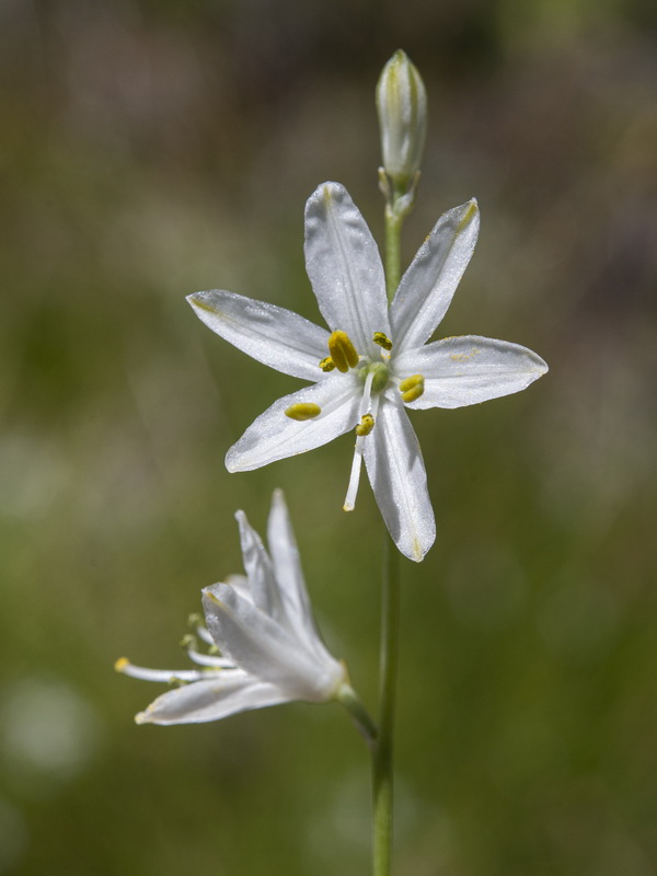 Anthericum liliago.17