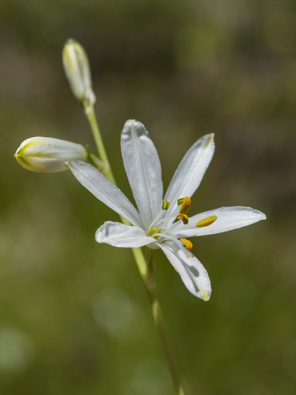 Anthericum liliago.21