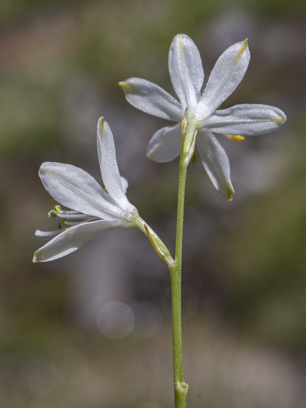 Anthericum liliago.22