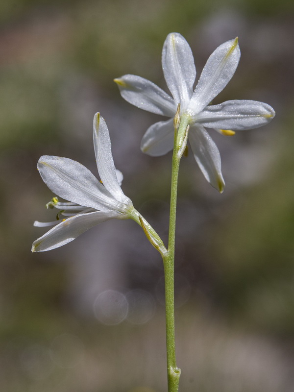 Anthericum liliago.22