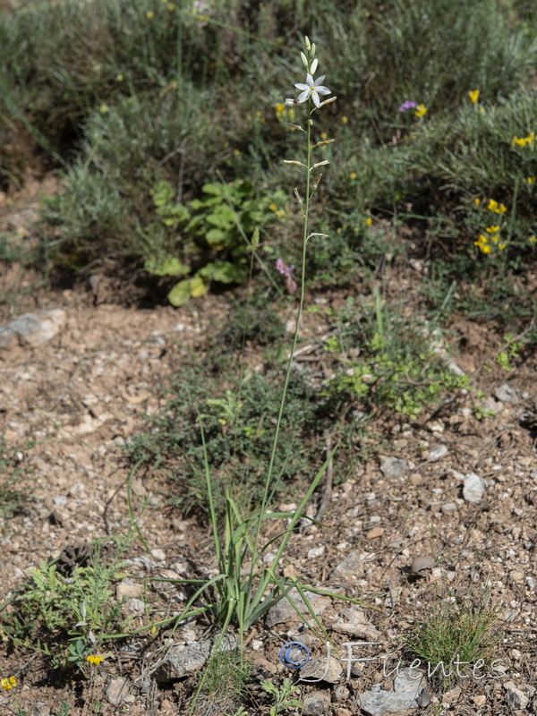 Anthericum liliago.23