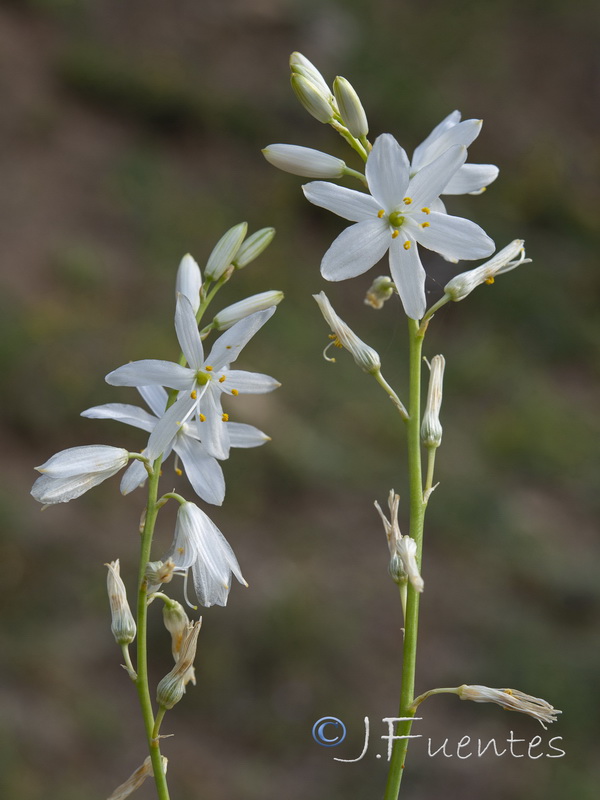 Anthericum liliago.24