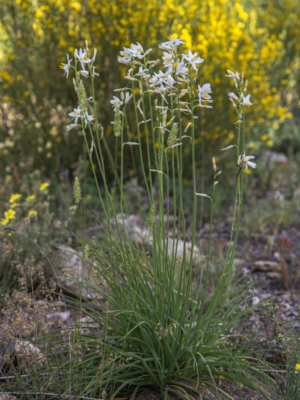 Anthericum liliago.29