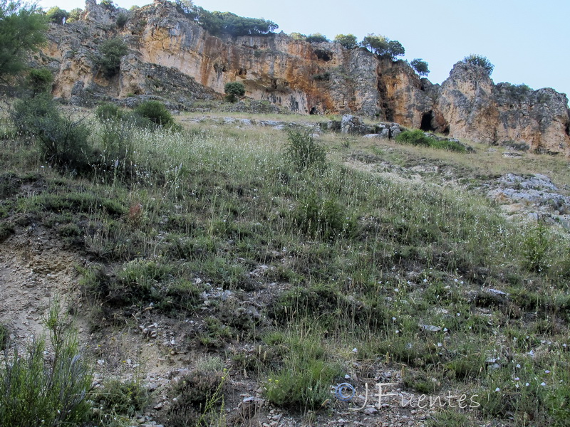 Anthericum maurum.01