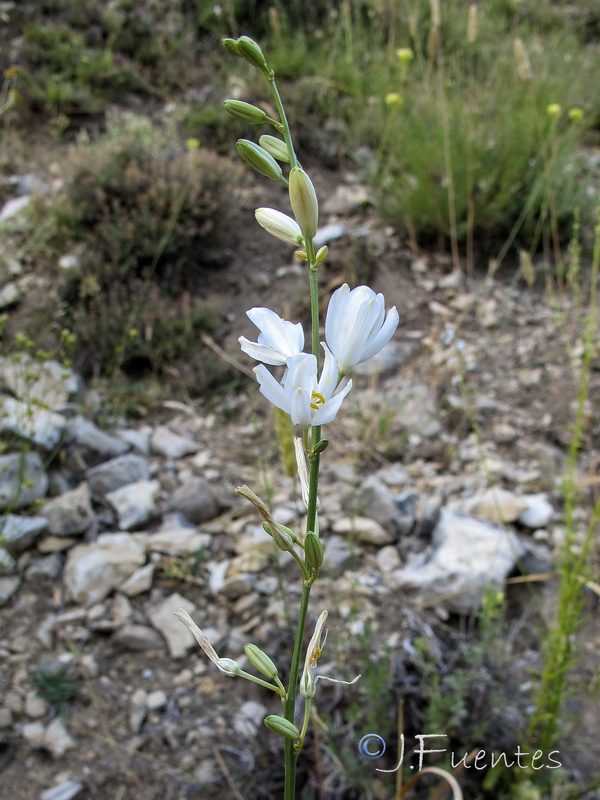 Anthericum maurum.04