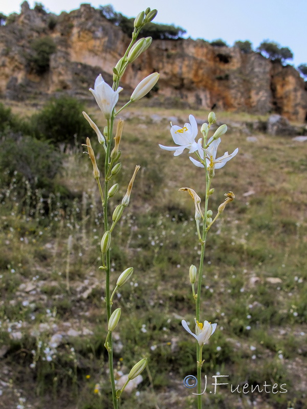 Anthericum maurum.05