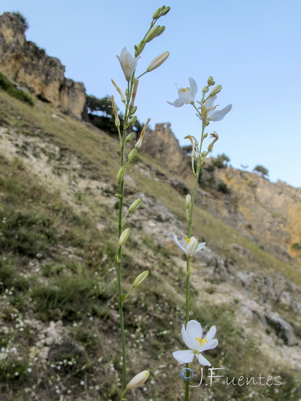 Anthericum maurum.06