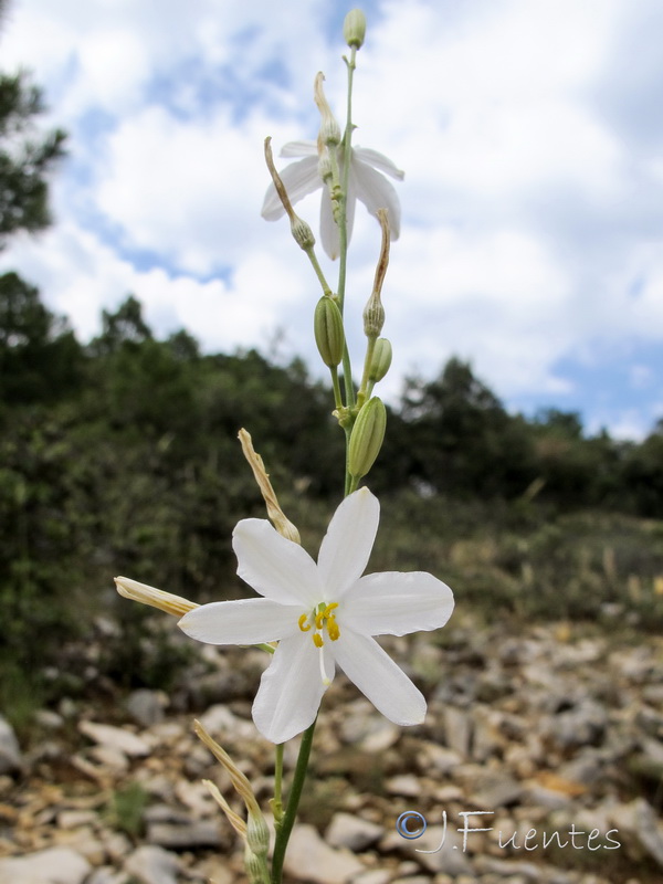 Anthericum maurum.07