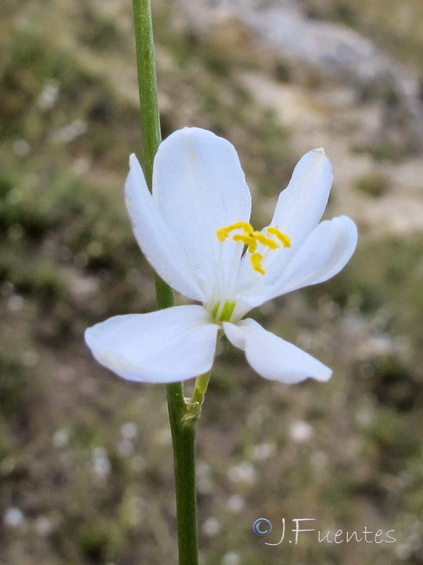 Anthericum maurum.08