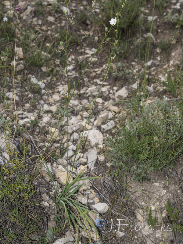 Anthericum maurum.02