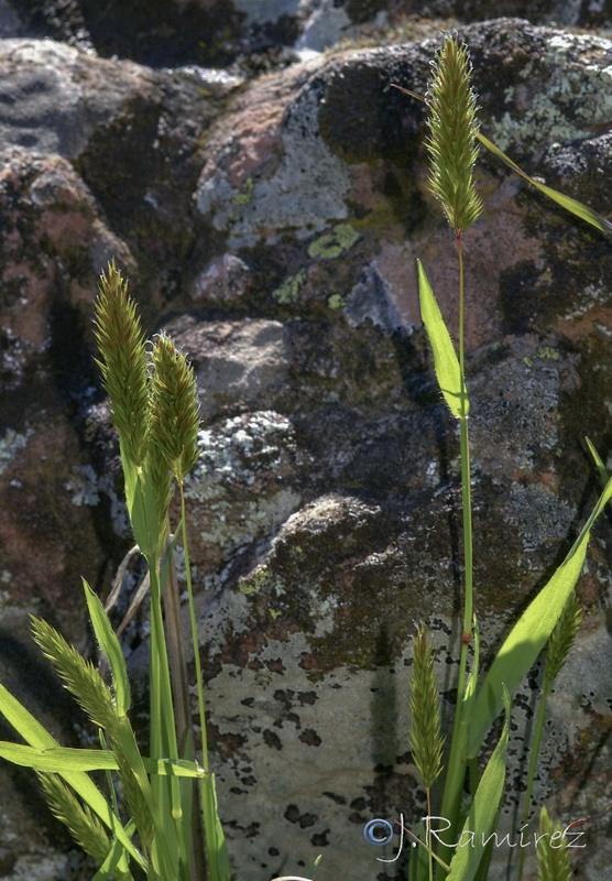 Anthoxanthum ovatum.04